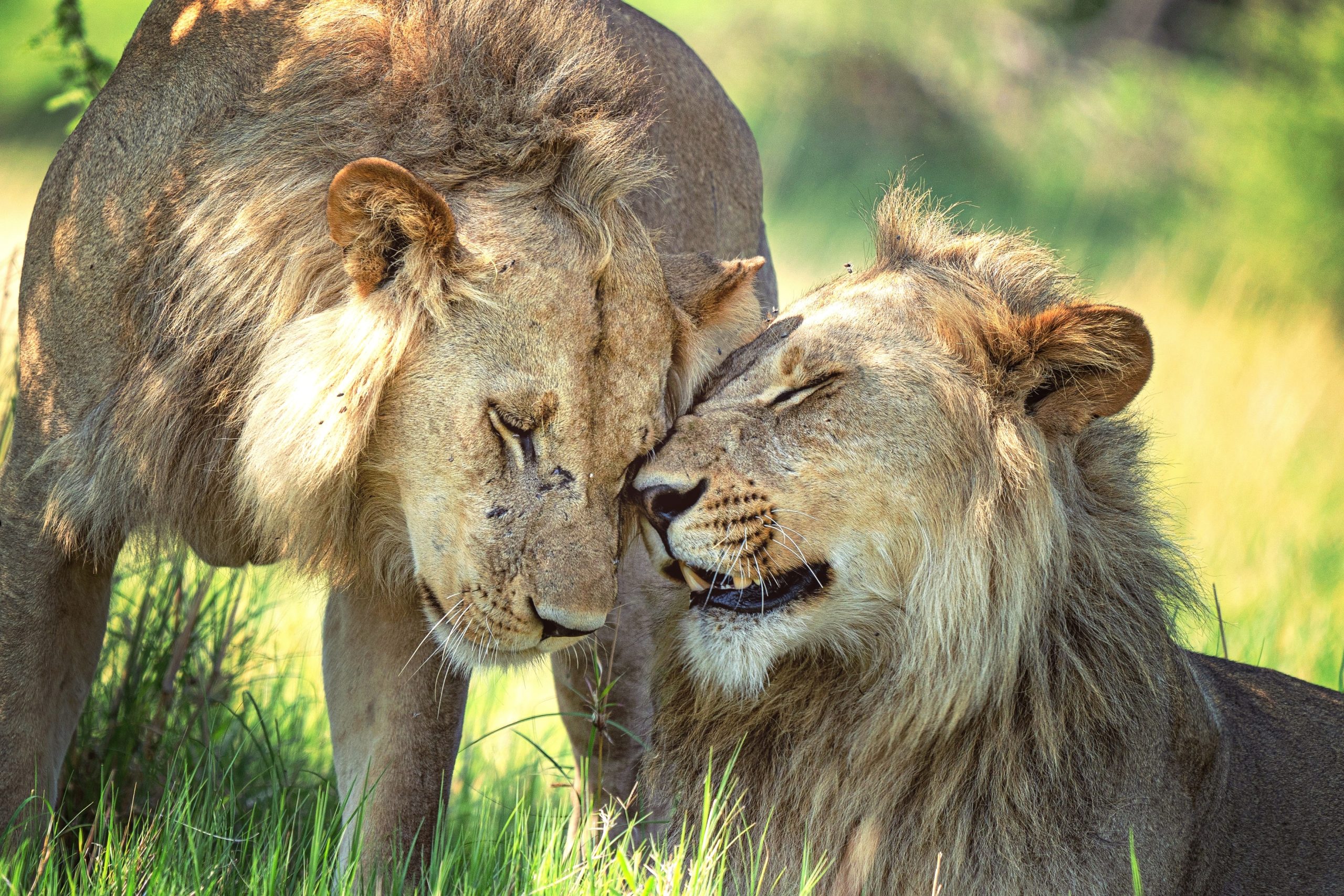 Lions living in the wild. Photographer: Trine Lysholm Hagan.